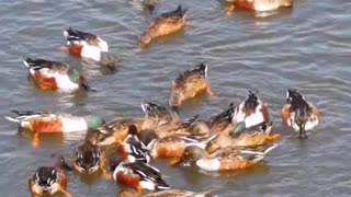 Hunting by the wild ducks