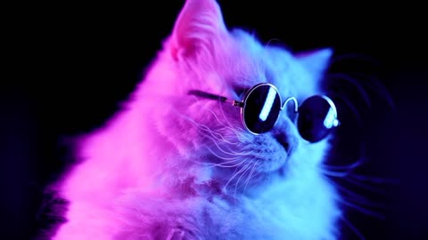 Cat Feline Glasses Cool Live