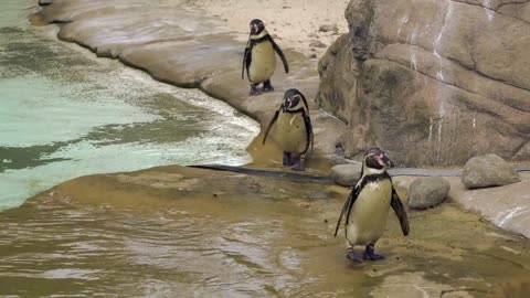 Penguins at the zooo