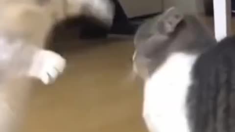 Cute CATS funny fight each other.