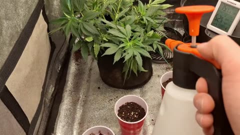 Cannabis LST with plant wire