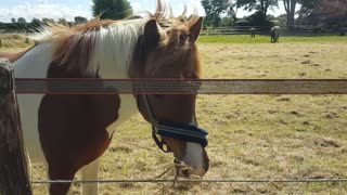 Horse Eating Grass