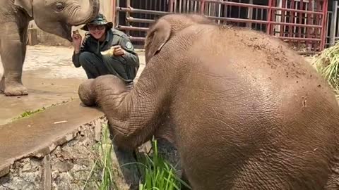 Elephant snatching food