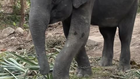 Elephant Reminds Woman Of Its Strength