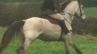 Horse forgets to jump!