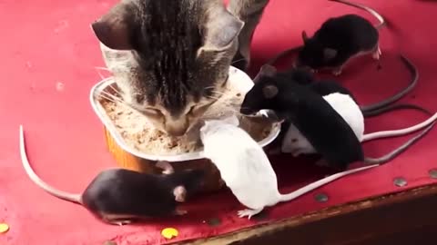 The best food, cats and mice eat together.