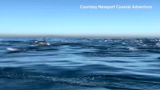 Thousands of dolphins 'stampede' off California coast