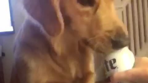 Golden Retriever polishes off owner's beer