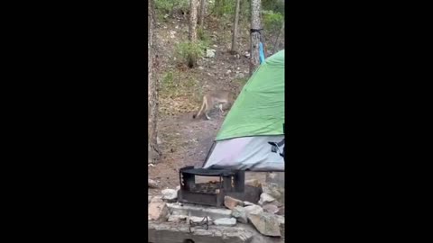 Campers have extremely close encounter with curious mountain lion #shorts