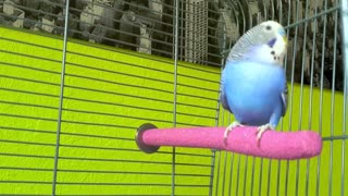 Budgie Singing Parakeets Chirping Sounds