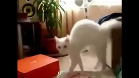 Funny Cute Cats Fail, Funny animals fails most hilarious video ever