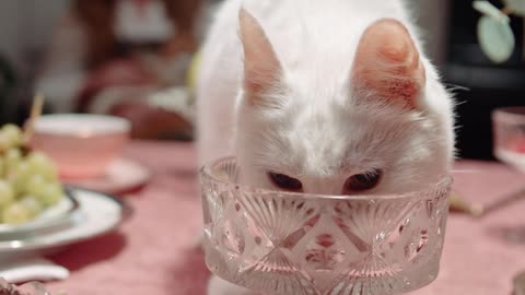 cat drinking water on the table