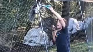 Guy Helps Squirrel Tangled in Fence