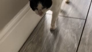 Cat Meows Hello-like Sound To Owner