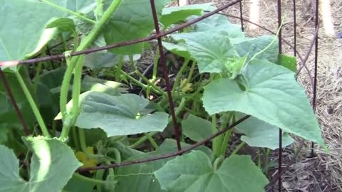 Growing Cucumbers Vertically - 3 Great Reasons You Should
