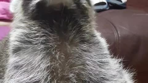 Raccoon wants to eat pineapple