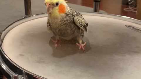 Musical Cockatiels has his first drum lesson