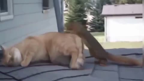 Funny cat 😸 & clever squirrel 🐿️ Romantic Fight