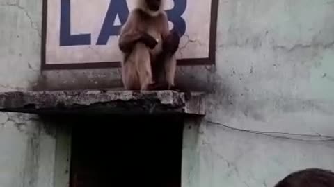 My Dad feeding Biscuits to monkeys with bare Hands