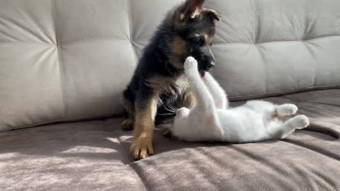 German Shepherd Puppy and cat Kitten Playing