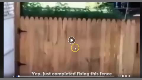 Dogs Outsmart Owner With New and Improved Fence