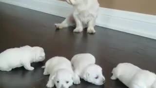 small dog starts walking Mom keeps