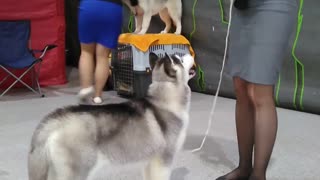 Husky puppy training for the exhibition