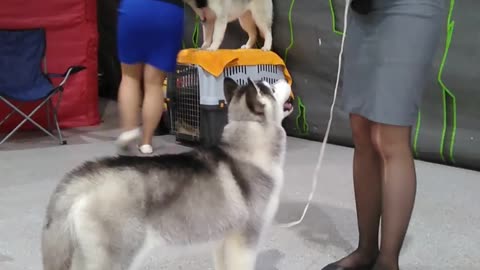 Husky puppy training for the exhibition