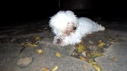 Dog finds it favorite Bone.