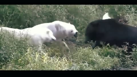 top showdown between wolf and bear