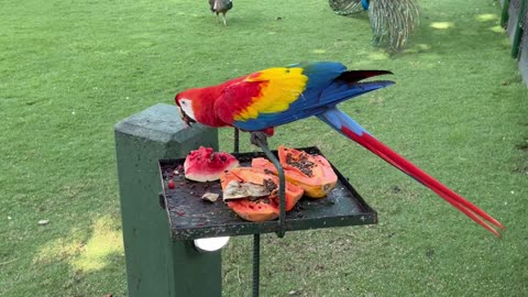 scarlet parrot bird