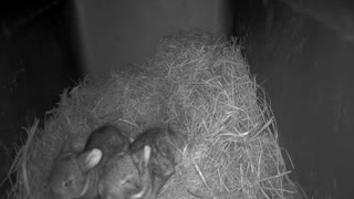 Baby Bunnies in the Nest