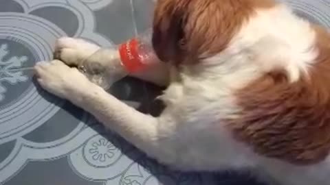 Dog Playing With Water Bottles