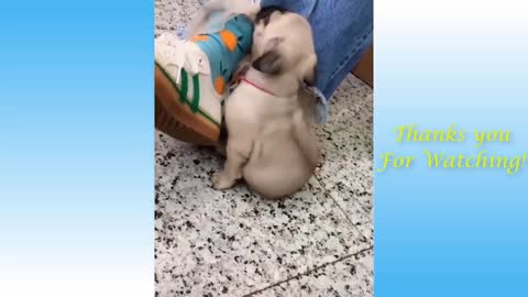 funny pets compilationss