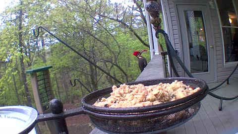 Pileated woodpecker flies in for his nightly meal