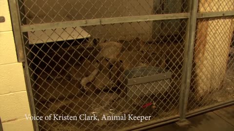 African Lion Cubs Meet Their Father, Luke