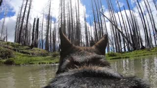 GoPro POV: German Shepherd swims In beautiful lake