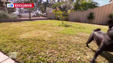 Owner bolts after German Shepherd attacks pregnant woman's dog in Sydney