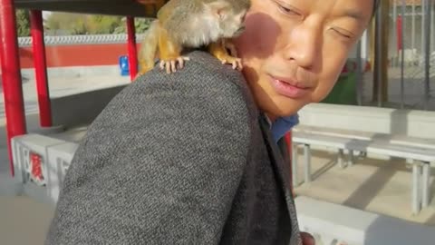 Little macaques playing on the breeder