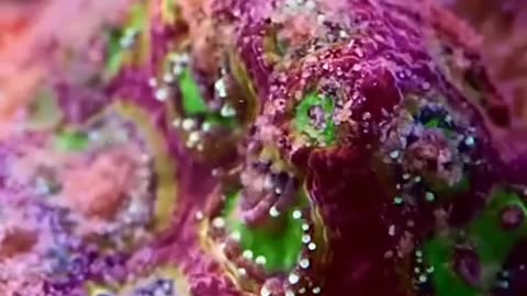 Beautiful King stone coral reef