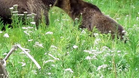 grizzly bears big to see