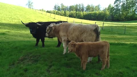 Cows and Bulls with big horns and long fur with 2 calves grazing in Germany.Highland cattle from Scotland? Video