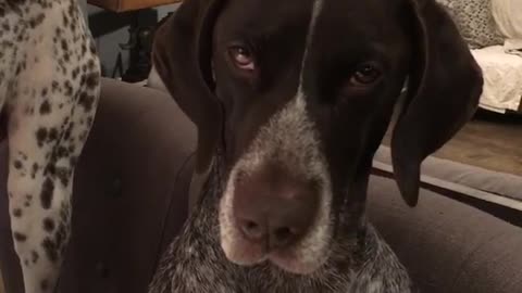 One Dog Enjoys Watching Birds On Laptop While The Other One Is Totally Unimpressed