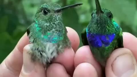 Blue-chested and Purple-chested Humminbirds