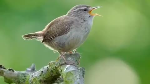 Sweet bird small bird