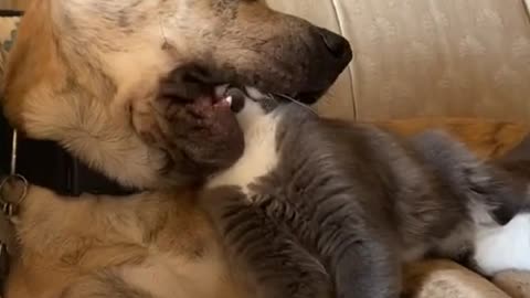 Funny videos dogs and cats