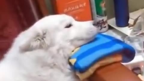 Cute Sleepy Dog