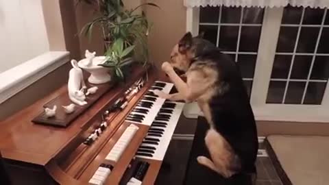 DOG PLAYING PIANO Wolfgang Amadeus Dogzart