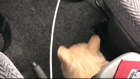 Tan cat scared hiding under seat scared of car wash