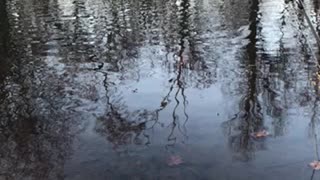 Beavers in fishing hole